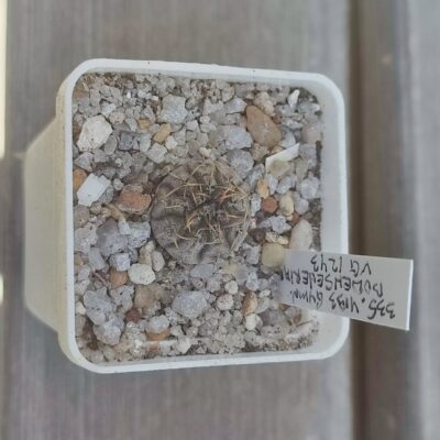 gymnocalycium bodenbenrianum VG1243
