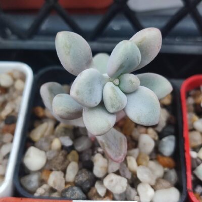 Pachyveria SP Ellen