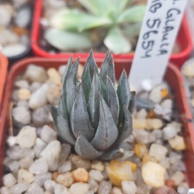 Haworthia glauca IB5654
