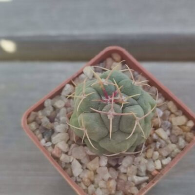 thelocactus hexaedrophorus