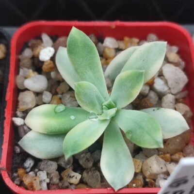 Echeveria minibelle variegata