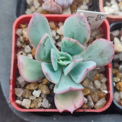 Echeveria Luella