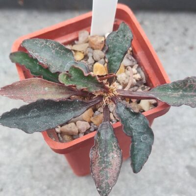 Euphoria francoisii