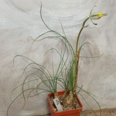 7160 Albuca polyphylla JIL 030 весь горшик