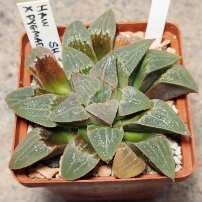 7169 Haworthia bayeri x pygmaea SH сіянець вік 8 років