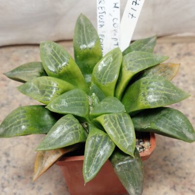 7176 Haworthia comptoniana x retusa x fouheri сіянець вік 6 років