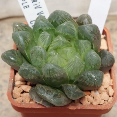 7178 Haworthia cooperi v.dielsiana x obtusa 'Perple Dodson'  сіянець вік 6 років