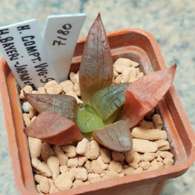 7180 Haworthia comptoniana VVG9 x bayeri -Japan- сіянець вік 5 років