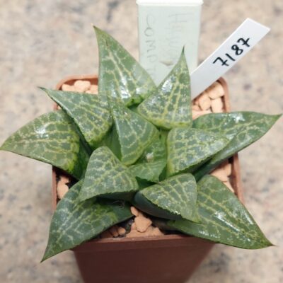 7187 Haworthia comptonina -Khores- сіянець вік 6 років