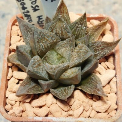 7189 Haworthia obtusa hybrid x 'Kegazato' x picta сіянець вік 6 років