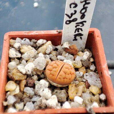 lithops hoockeri c154