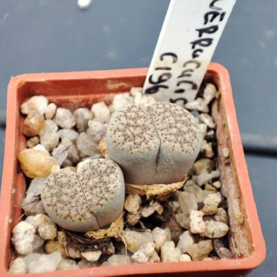 lithops verrucosa C196