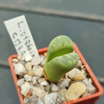 lithops otzeniana C128A