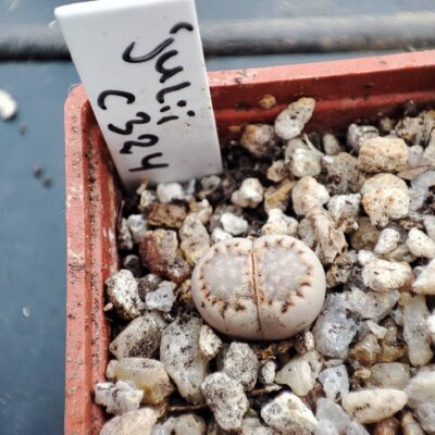 lithops julii c324