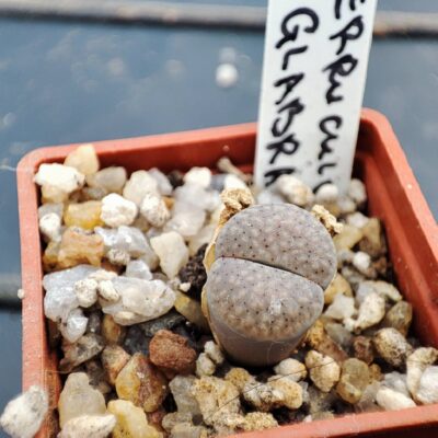 lithops verruculosa glabra