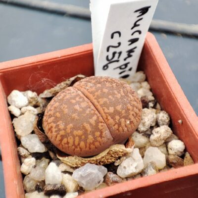 lithops aucampiae c256