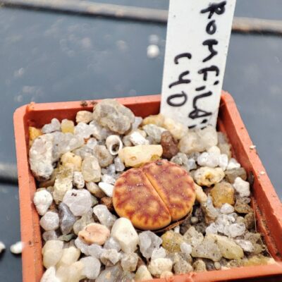lithops bromfildii C40