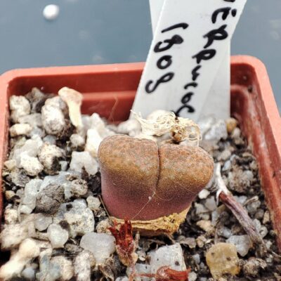 conophytum verrucosum 1808
