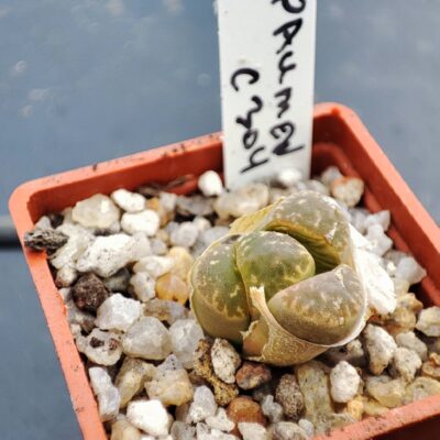 lithops c304