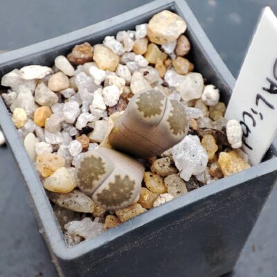 lithops salicola