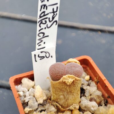 conophytum friedrichiae 1795