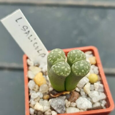 lithops saliocola