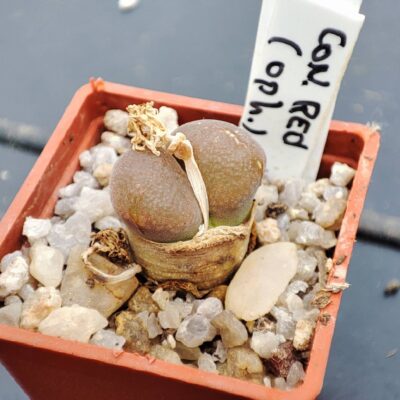 conophytum sp red