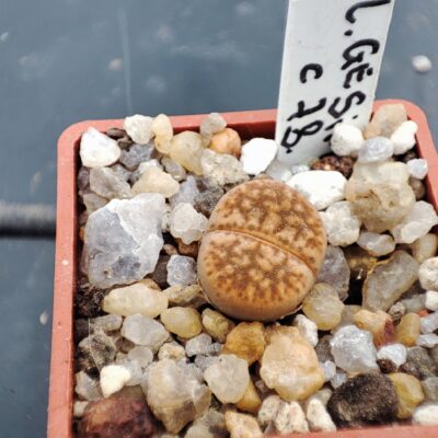 lithops gesinae C78