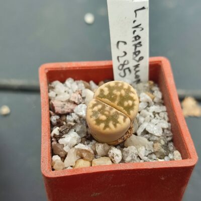 lithops karasmontana C285
