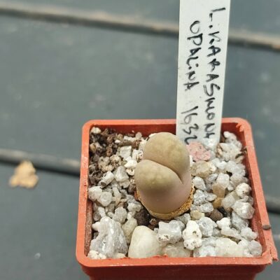 lithops kafrasmontana opalina 1632