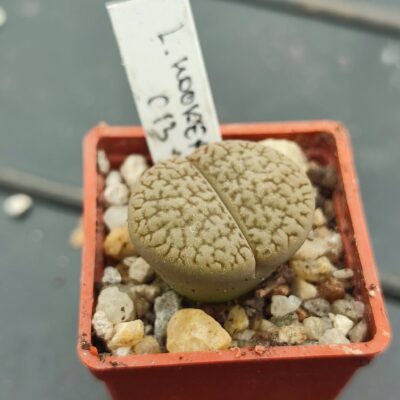 lithops hookeri C13