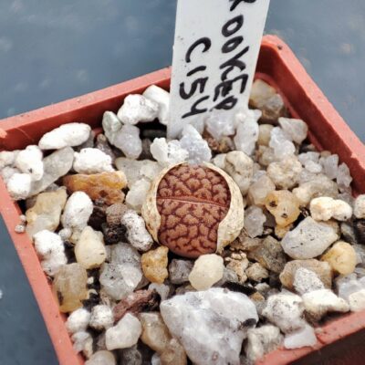 lithops hoockeri c154