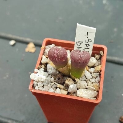 lithops salicola bacchus