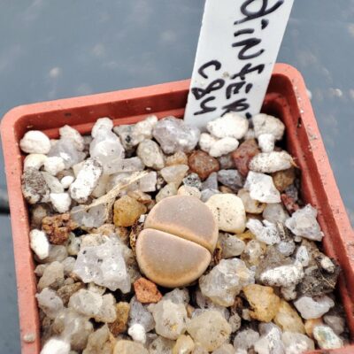 lithops dinteri c84