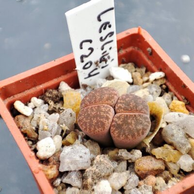 lithops lesliei C204
