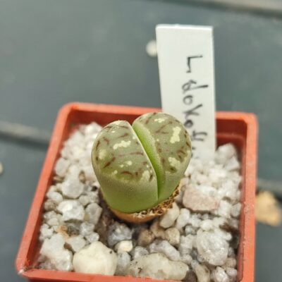 lithops dorothea