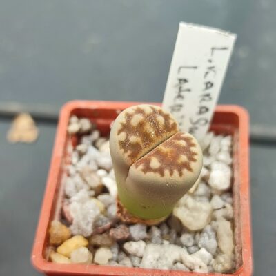 lithops karasmontana lateitia