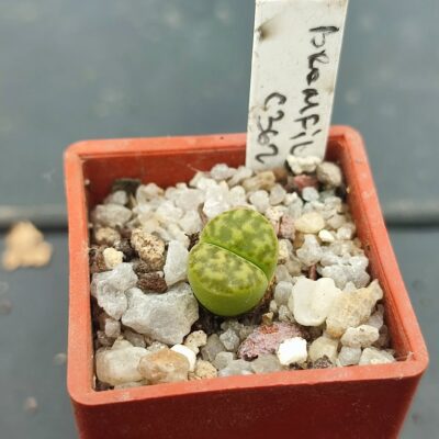 lithops bromfildii C362