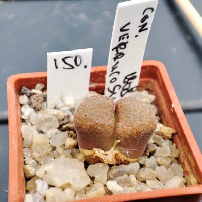 conophytum verrucosum 1808