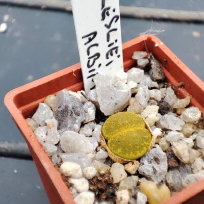 lithops lesliei albinica