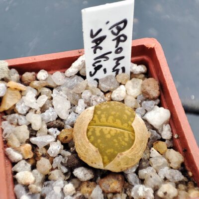 lithops aucampiae Jacksons jade