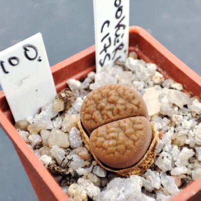 lithops hookeri c175