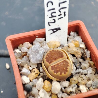 lithops hallii C142A