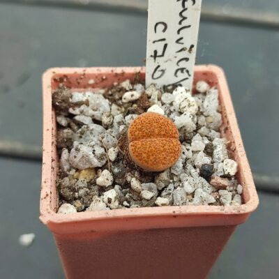 lithops fulviceps C170