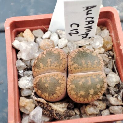 lithops aucampiae c12