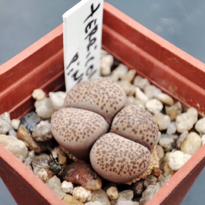 lithops terricolor pink