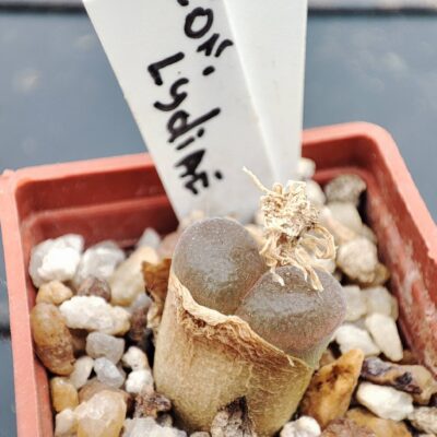 conophytum lydiae