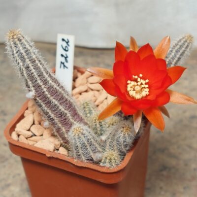 7262 Chamaecereus silvestrii