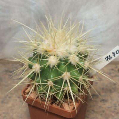 7270 Echinocactus grusonii