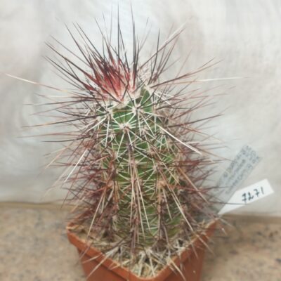 7271 Echinocereus engelmannii v. variegatus